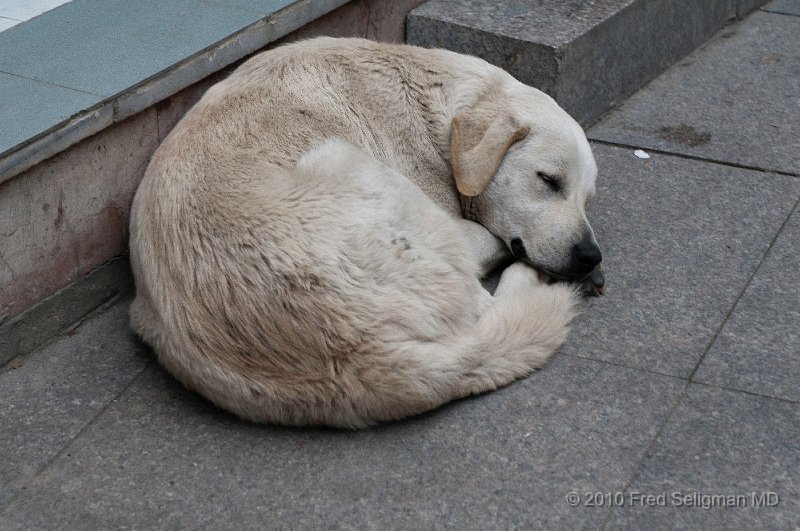 20100331_152448 D300.jpg - Let sleeping dogs lie, Ortakoy